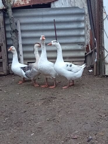 Qazlar: Qazlar satılır – həm ətlik, həm də damazlıq məqsədlər üçün — 7