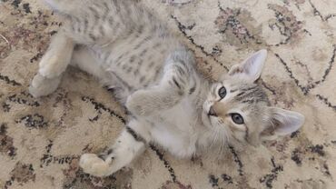 Отдам даром кошку: Кошка даром: Беспородная, 3 месяца, Девочка