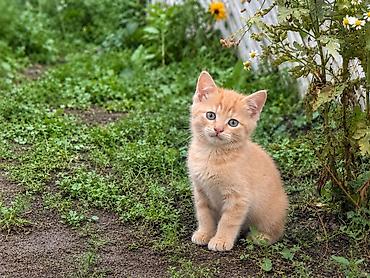 отдам в добрые руки кошку: Кошка даром: Беспородная, 2 месяца, Девочка, Приучена к лотку — 1