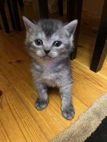 Pişiklər: Temiz qan shinshila balalari satilir. 15 .11.25 ilde dogulublar. yemek — 12