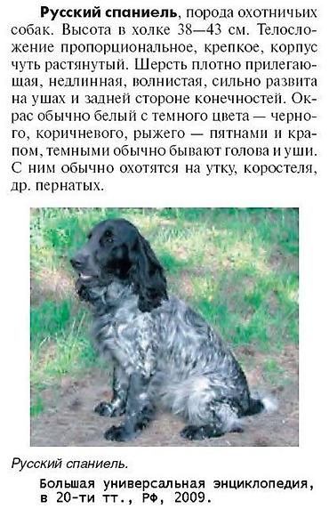 Продажа собак: ИЩУ: щенка русского охотничьего спаниеля. Приму в дар или куплю до 3 — 5