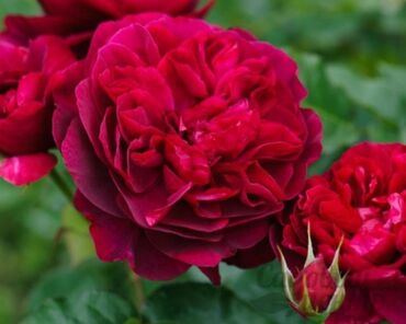 Розы: Добрый день У нас также имеются в наличии кустовые розы спрей и