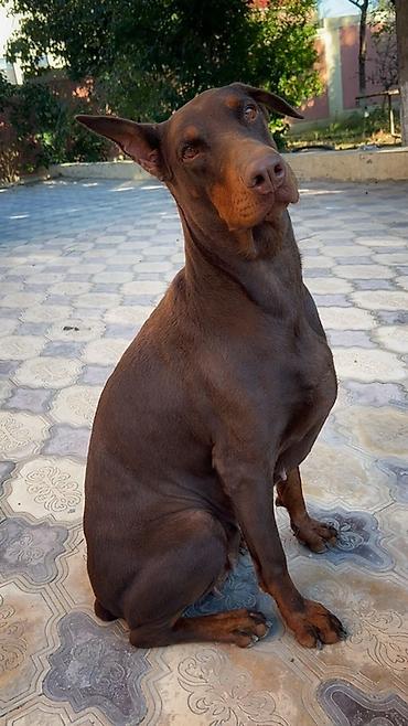 itlerin satisi 2018: Doberman, 3 il, Dişi, Peyvəndli — 4