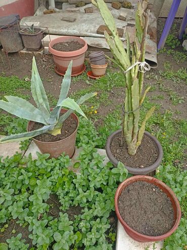 Vaze i saksije: Bоја - Zelena, Novo na lalafo.rs — 8 Vaze i saksije: Bоја - Zelena, Novo — 8