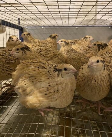 машины на продажу бишкек: Продаю | Куры | Несушки