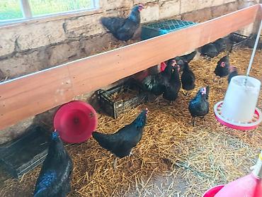 Toyuqlar: Toyuq, Australorp, Yumurtalıq — 1