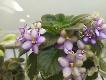 Фиалки и глоксинии: Продаются детки миниатюрных фиалок,крепкие,подрощенные.Сортов много — 3