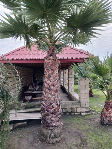 Bitki dərmanları: Dekorativ palma ağacı – fan yarpaqlı (Washingtonia tipli). Həyətyanı