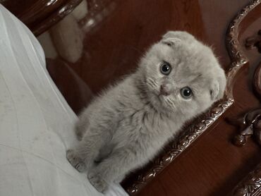 манчкин кот купить украина: Жоголгон : Скотиш Фолд (Шотландиялык шалпаң кулак), Эркек