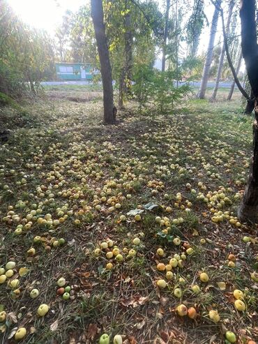 продаю плиткорез: Алма сок сатылат. 1 литр 50 сомдон. Озунуздор кайнатып банкага