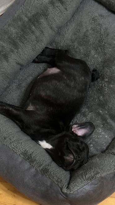 İtlər: 🐾 Продаётся щенок французского бульдога 🖤 Окрас: чёрный 🎂 Возраст: 2 — 3