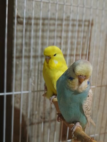 Tutuquşları: Salam 2ayliq çexlər və hazır çexlər satılır. Rəngləri çox gözəldi və — 10