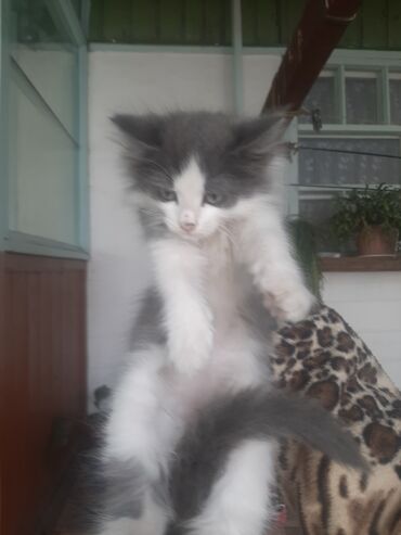 британский котик: Отдам пушистого котика в хорошие руки,2,5мес.игривый,ласковый.кушает
