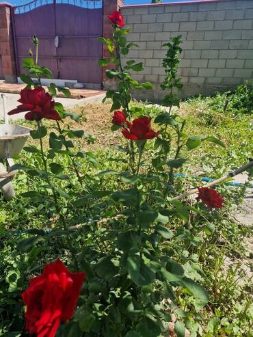 сдается дом без хозяина шопокове гавриловке романовке: 32 кв. м, 2 бөлмө, Евроремонт, Унаа токтотуучу жай, Забор, тосулган