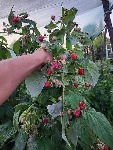 Малина: Саженцы малины (корневые отпрыски/делёнки) оптом. - Поросль с — 11