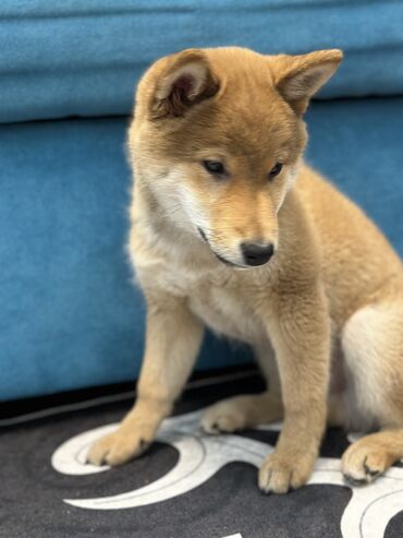 Продажа собак: Сиба-ину, 3 месяца, Самец, С прививкой — 1