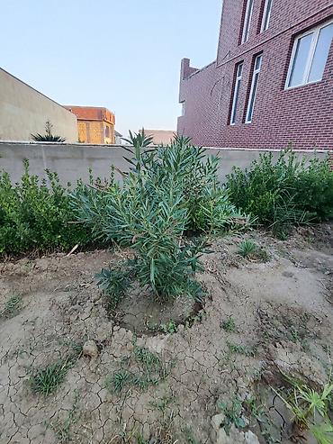 suni agac: Oleandr dekorativ həmişəyaşıl kollar. Oleandr (Nerium oleander) – — 6