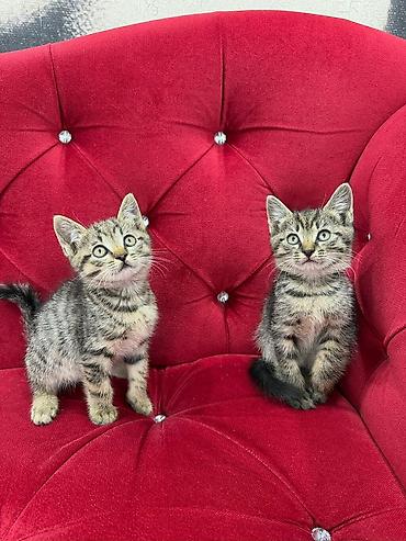 Мышыктар: Отдаём котят в добрые руки,возраст 2 месяца,приучены у лотку — 6