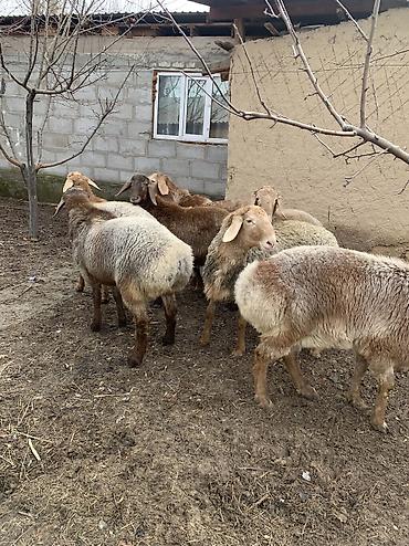 Баран, овца: Продаю | Баран (самец) | Арашан | Для разведения — 7