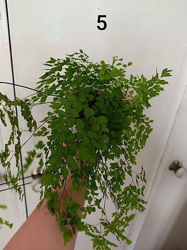 зеленый орук: 🌿 Продаю Адиантум (Венерин волос) - нежный и очень живучий! Продаю — 2