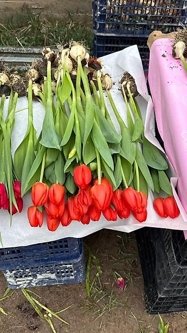 Букеты из живых цветов: Оптом и розницыбукеты тюльпанов - Состав: свежесрезанные тюльпаны — 20