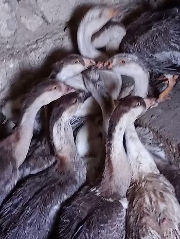 rakuşka satışı: Erkək, | Linda, Damazlıq, Ünvandan götürmə — 5
