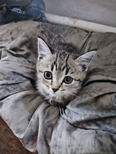 бурманская кошка цена: Кошка даром: Беспородная, Девочка, Приучена к лотку