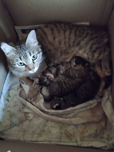 животные кот: Родились 7 апреля их трое