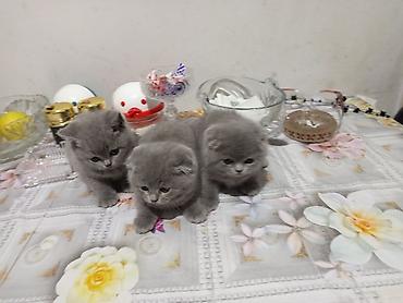 Pişiklər: Şotland, Erkək, Dişi, Yaxşı əllərə, Ödənişli çatdırılma, Ünvandan götürmə, Rayonlara çatdırılma — 10