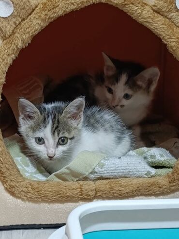 отдам щенка в хорошие руки бесплатно: Кошка даром: Беспородная, Мальчик