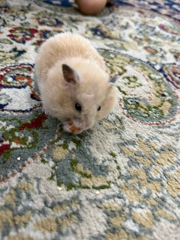 немецкий овчарка купить: 🐹 Сирийский хомячок-мальчик ищет новый дом! 🐹 Очень пушистый и