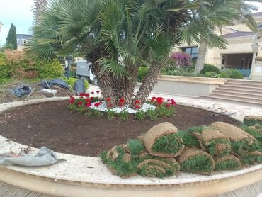 Şitillər: Qazon satışı enli yarpaq danimarka toxumuyla əkilmə qazon satışını -da lalafo.az — 27 Şitillər: Qazon satışı enli yarpaq danimarka toxumuyla əkilmə qazon satışını — 27