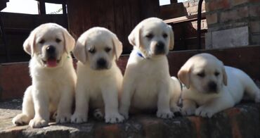 Psi: Predstavljamo vam naše novo žuto leglo! M: BLUE MOON ASTORELA ( — 2