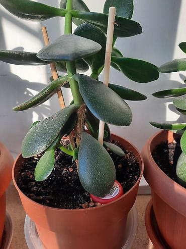 Денежное дерево: Денежное дерево приносит благополучие в дом, где растет, хорошо — 1