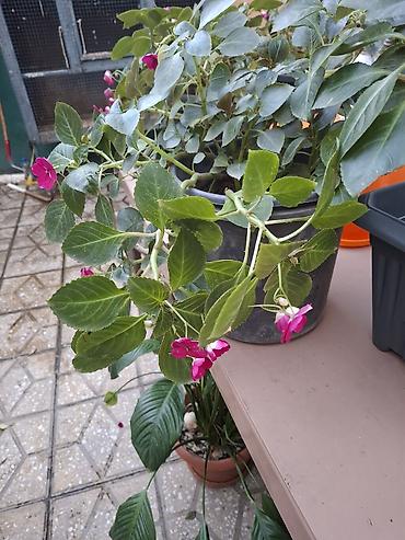kalistamon gulu: Impatiens (Balsamin) saksı gülü – canlı çəhrayı çiçəklərlə - Bitki — 9