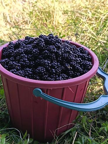 samovar satisi lalafo: Böyörtkan neqedar lazım olsa var deyien — 1