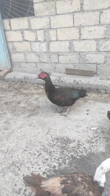 pişik südü tozu: Erkək, | Lal ördək, Damazlıq, Ünvandan götürmə
