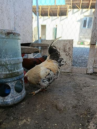 Куры, петухи: Продаю | Петух, Цыплята, Куры | Полубрама, Бройлерная, Суссекс | На забой, Для разведения, Несушки — 10