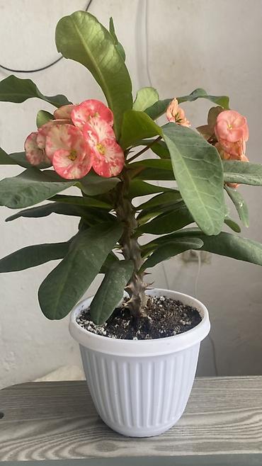 кошачье молоко: Молочай Милей (Euphorbia milii), декоративный куст в горшке. - — 2