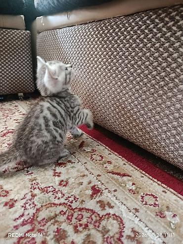 Животные: Котёнок 1месяц, отец Бенгальский мать Шатланка серебристого окраса с — 8