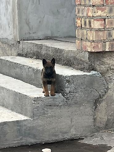 Продажа собак: Бельгийская овчарка, 3 месяца, Самка — 4