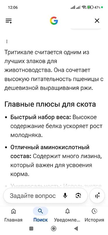 рай понел: Продаю пшеницу Тритикале - 720 кг — 3