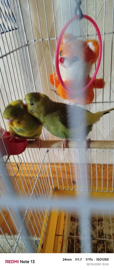 кольчатый попугай цена: Qeyd: Ev şəraitinə tam sağlam vitamin qarışıq yemle boyudulub 5qus
