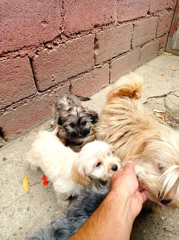 İtlər: Bolonka, 8 ay, Erkek, Sənədli, Ünvandan götürmə — 2