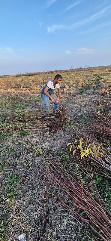 Tinglər: Meyvə və dekorativ ağac tingləri Təsvir: - Tərtər rayonu ərazisində — 16