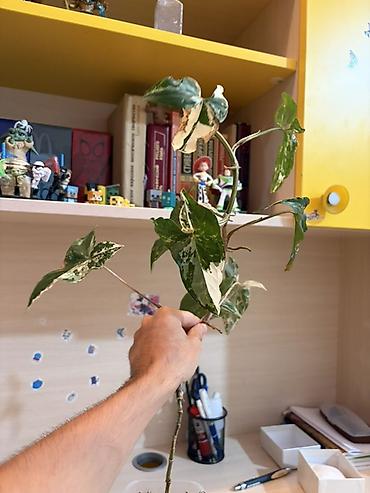 yosun: Syngonium podophyllum “Albo Variegata” – variegasiyalı otaq bitkisi - — 4