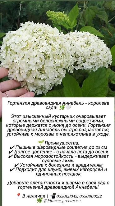комоды бишкек: Многолетние кустарники,цветы для сада. Бишкек — 2