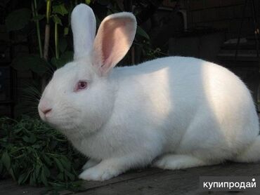 самоедская собака щенок: Кролики 2 штуки, им 8 месяцев. Большие, красивые. Отдам очень дёшево