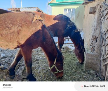 Лошади, кони: Продаю | Жеребец | Полукровка | Для разведения | Племенные — 9