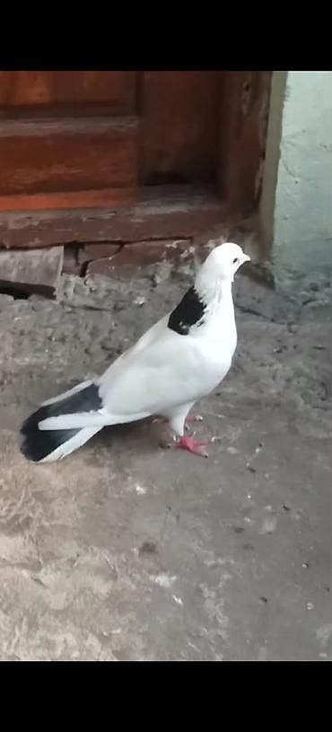 goyercin berde type 0: Ağ-qara rəngli ev göyərçini - Rəng: əsasən ağ, boyun hissəsində qara — 1